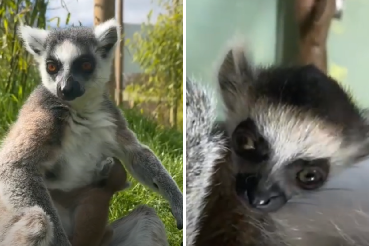 Call of the Wild Zoo welcomes cute baby ring-tailed lemur | Maldon and Burnham Standard - Vimarsana News