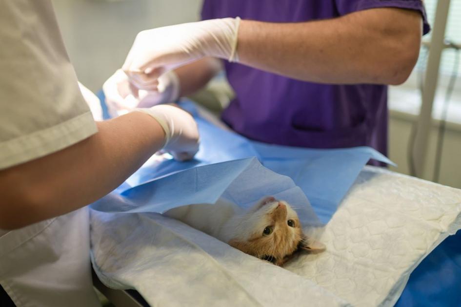 Althorne: New veterinary surgery opening - here's when | Maldon and Burnham Standard 