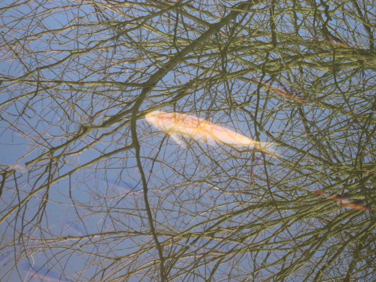 A fish with a reflection of a tree, taken by Jim Light, of Heybridge.
