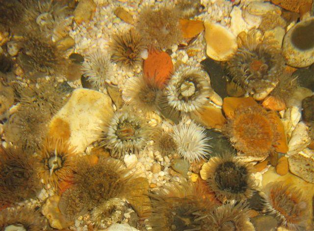 Sea anemones found in the River Crouch, taken by Jim Gibson, of Mildmay Road, Burnham.
