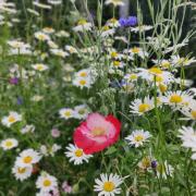 The wild flowers are a magnet for bees