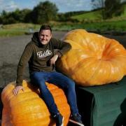 Ben White and his pumpkins at the Giant Pumpkin Competition