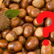 Experts have revealed the top spots across the UK for conker collecting, and one of Essex's parks is named