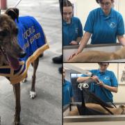 PAWSOME TREATMENT: Racing and retired greyhounds have been enjoying a new spa