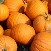 Cobbs Farm in Goldhanger has reopened its pumpkin patch to visitors looking for the perfect pick this Halloween
