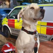 Good boy - Bailey is training to be a search and rescue dog