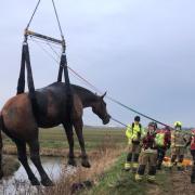 Fire crews rescued a trapped horse in Burnham. Credit: Essex Fire and Rescue Service