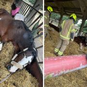 Essex fire and rescue teams rushed to help Burnham shire horse Beauty stand again. Photos: Essex Fire and Rescue Service