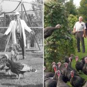 Turkey farmer Derek Kelly, and (right) with son Paul and some of their free range birds