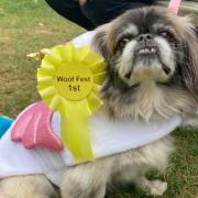 A winner at last year's Woof Fest in Burnham-on-Crouch
