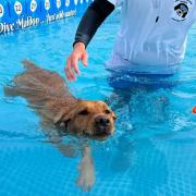 A dog enjoying the new Canine Dip and Dive outdoor pool in Goldhanger