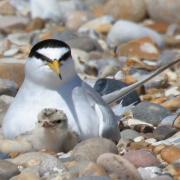 Little tern on the beach with its baby. Photo: Margaret Holland.