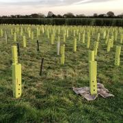 Tree planting: newly planted trees in Cressing, Braintree