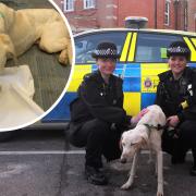 Underfed dog: the dog was rescued by police