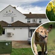 Warning: the Tiptree Veterinary Clinic has issued a warning on daffodils