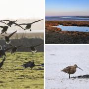 Bird population: the number of birds has risen in Northey Island