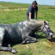 Horse rescue: fire crews rescued a horse in Southminster