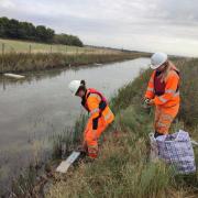 Ecologists trapped water voles on Northey Island so they could be moved to a new habitat last year