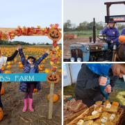 Picking: families have been enjoying the pumpkin patch in Goldhanger