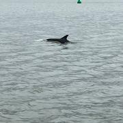 Sighting: the dolphin in the River Blackwater next to Maldon Promenade Park