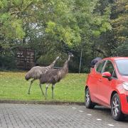 Touring: the Emu's in the EdgeWood Vets car park