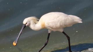Wading Beauty - Rosemary Prestney photographed this spoonbill at Abberton Reservoir