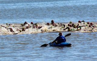 Swimmers in the triathlon on Saturday. Picture: Kenneth Russell